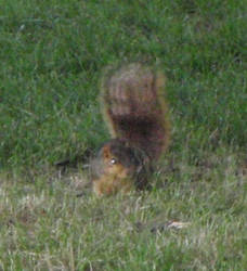 squirrel 2