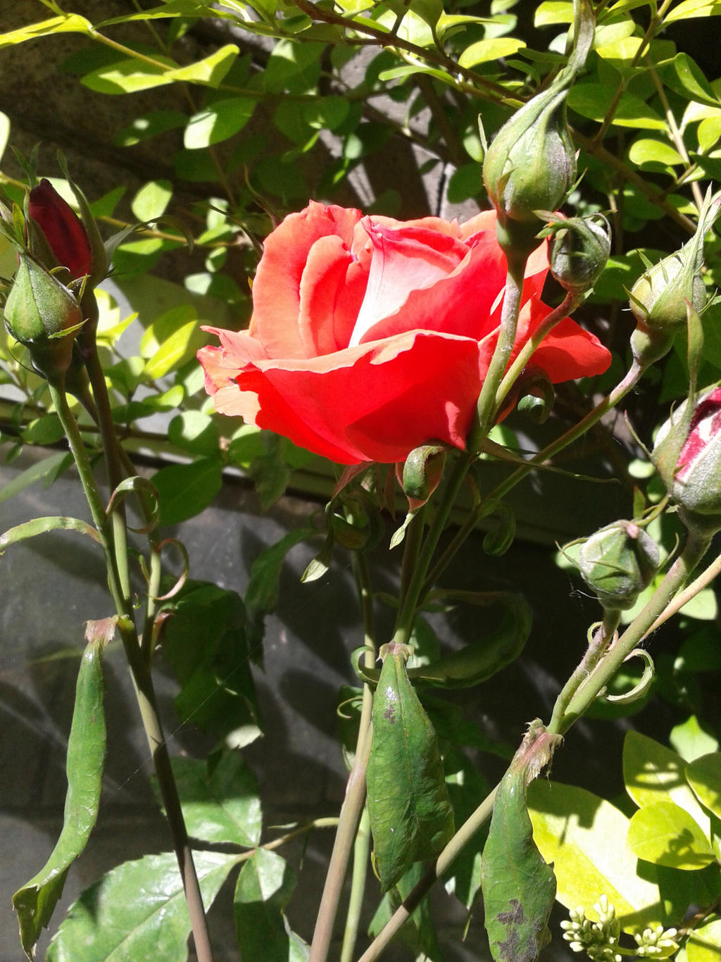 Red Rose :3