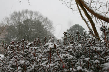 Snow on the bush