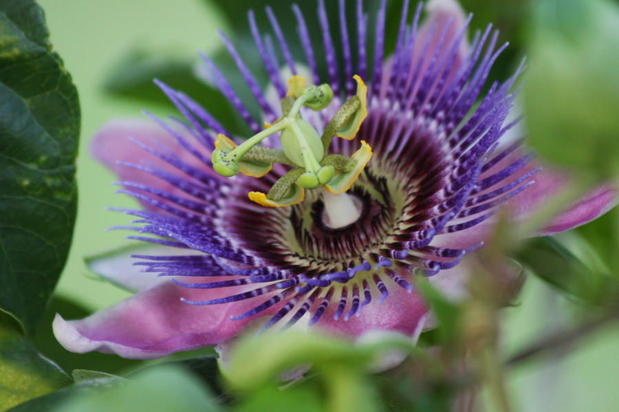 Passion Flower