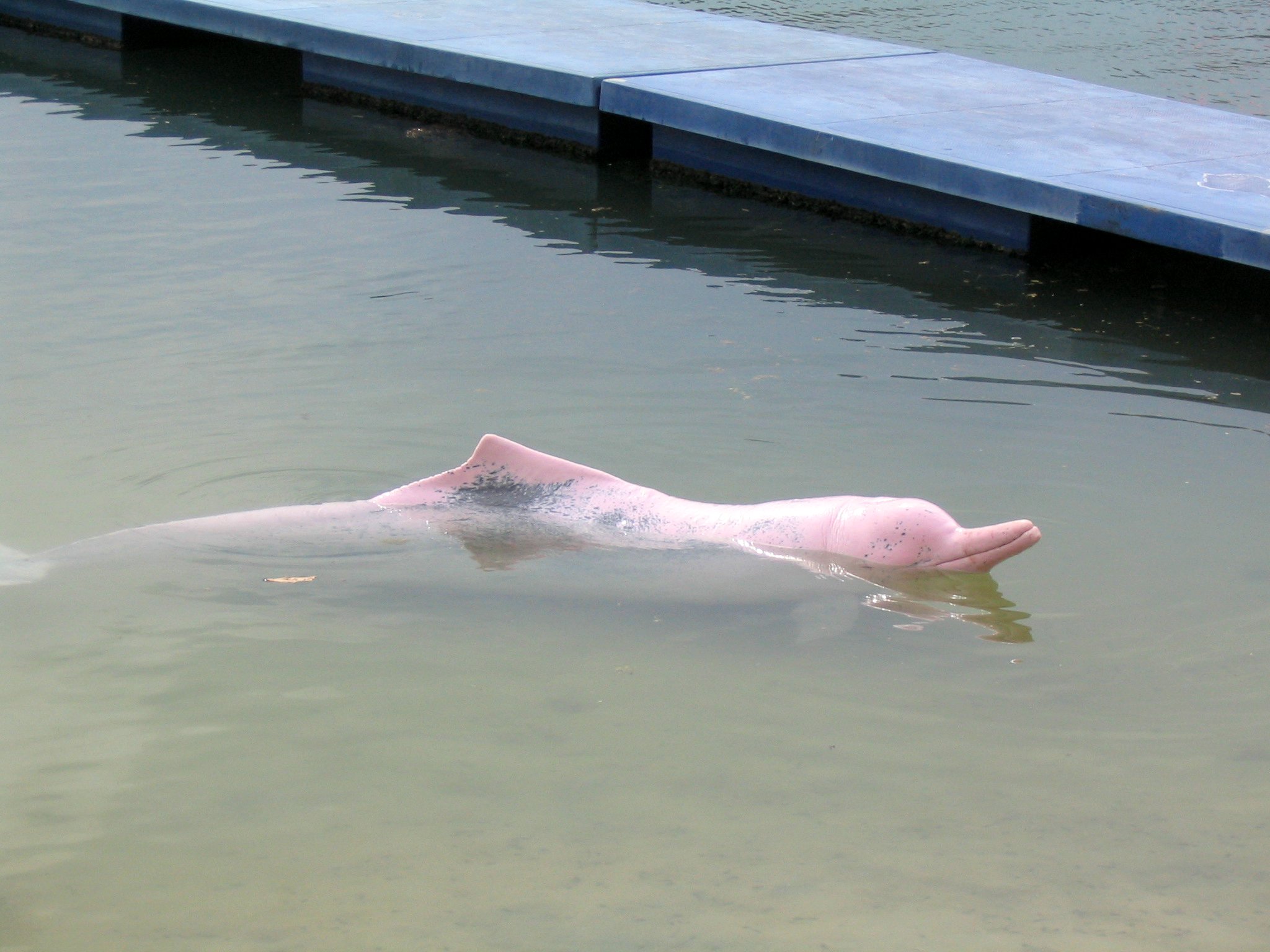 Pink Dolphin