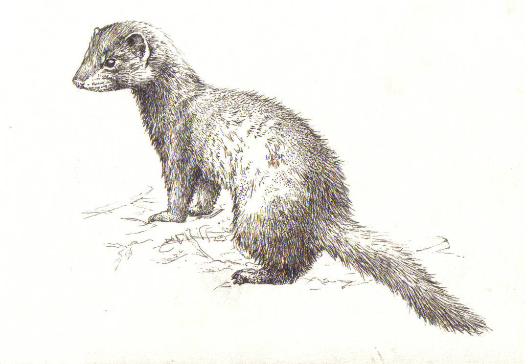 Mink by Weaslet on DeviantArt