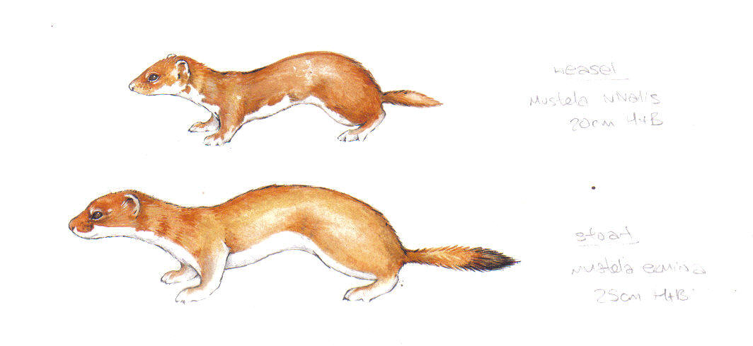 Weasel Stoat By Weaslet On Deviantart