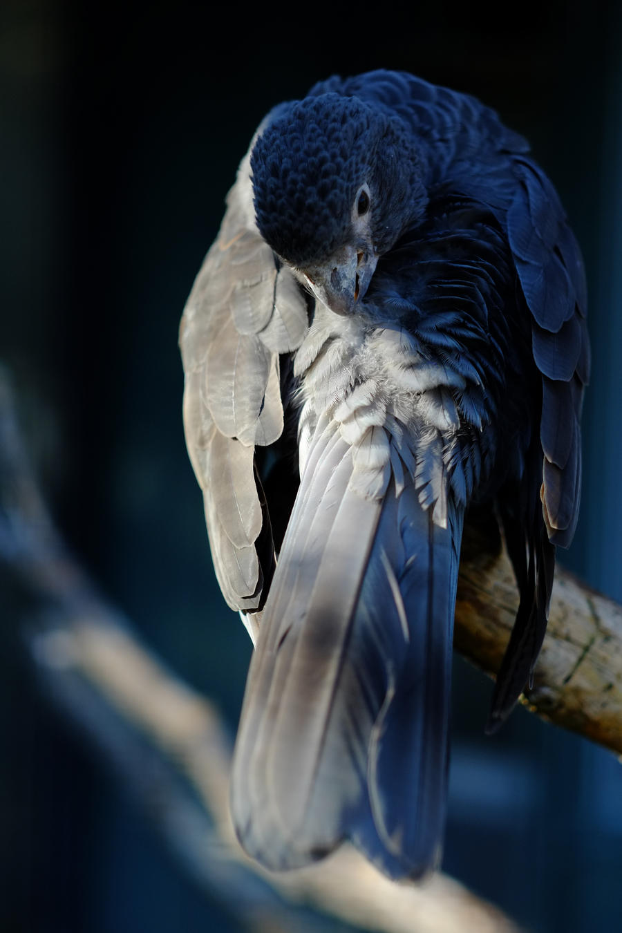 Grey Parrot II