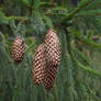 Pine cones