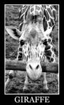 Giraffe by heatherxxll