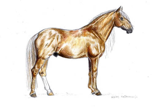 Finnhorse stallion
