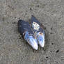 Pacific Coast Highway - Lone Mussel