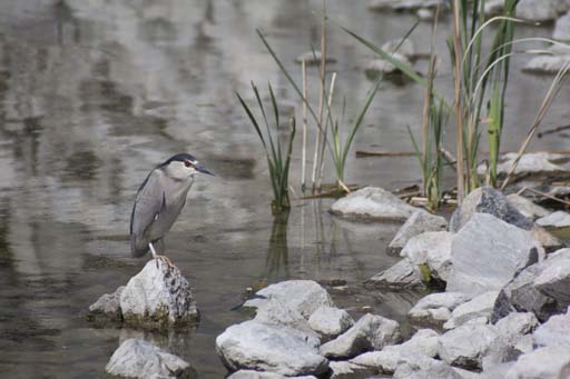 Night Heron 1