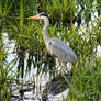 Grey Heron