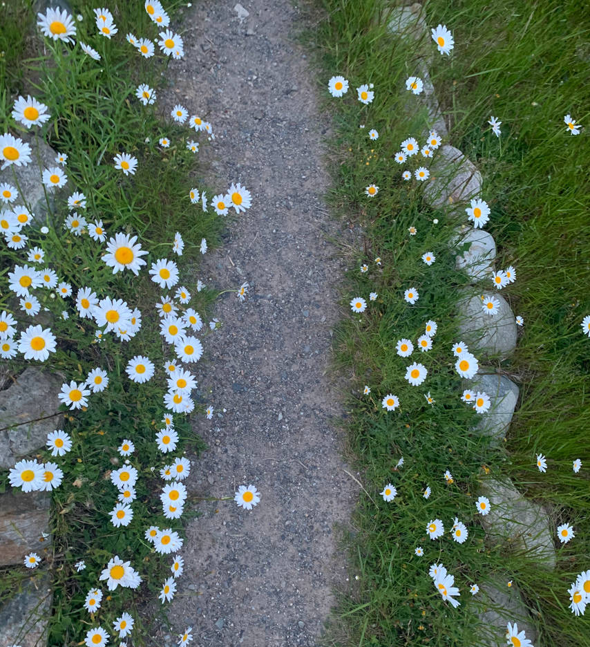 Daisy path by NotuToo14 on DeviantArt