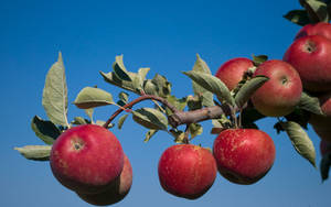 Red Apples, Bright Blue Sky