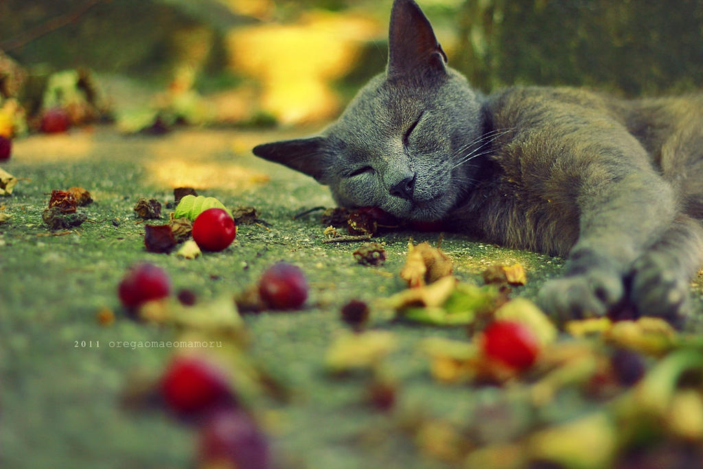 Into the nature of sleep by OreGaOmaeOMamoru Into the nature of sleep by OreGaOmaeOMamoru