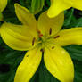 Yellow Lily