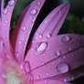 Beautiful Rain
