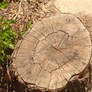 Tree Stump