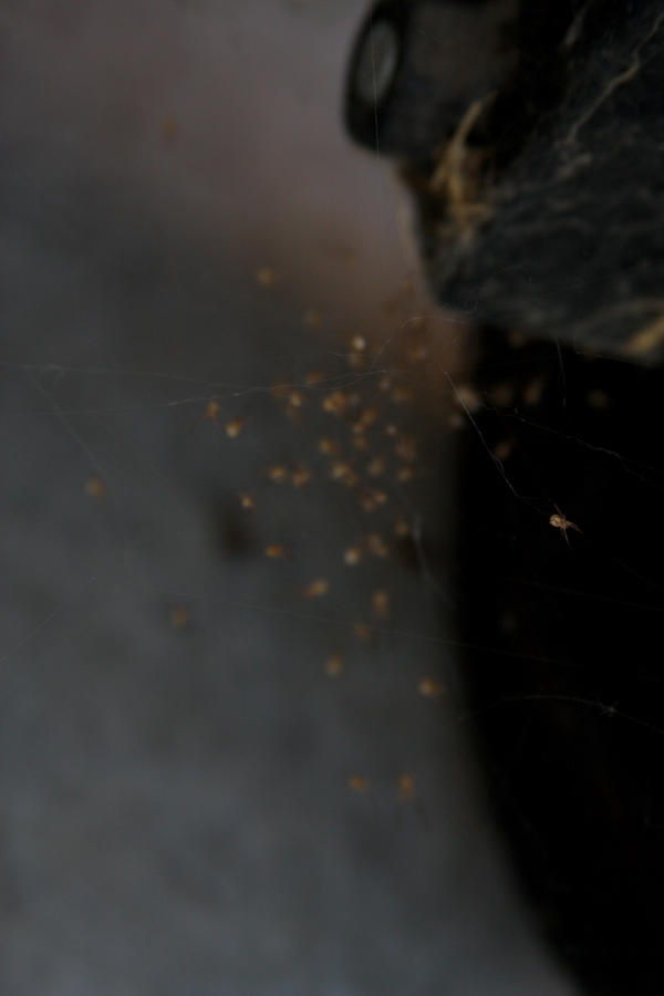 Spider Cluster by inhopa on DeviantArt