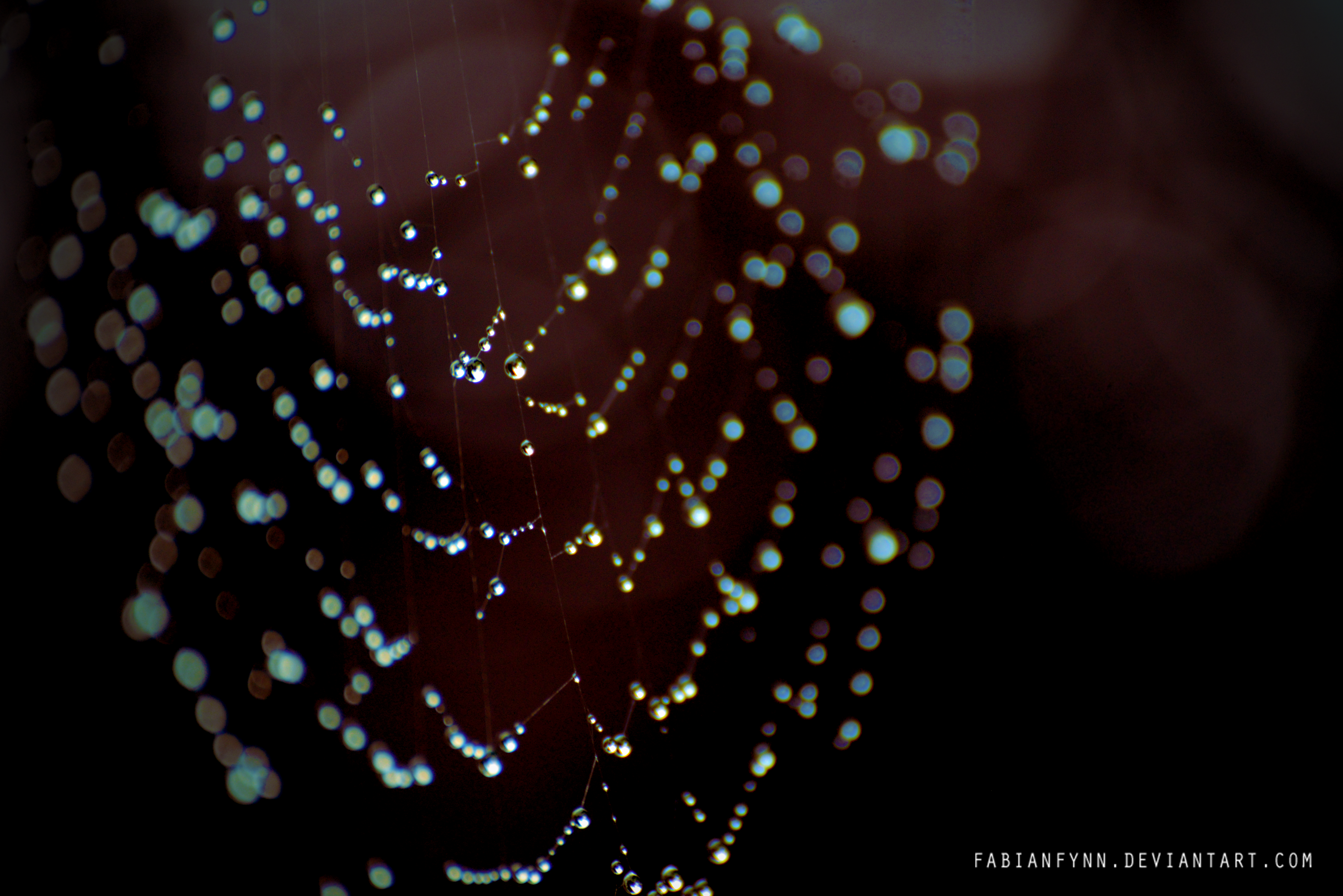 The Web