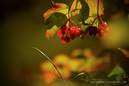 Red Berries