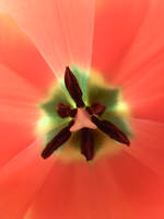 Inside A Orange Flower