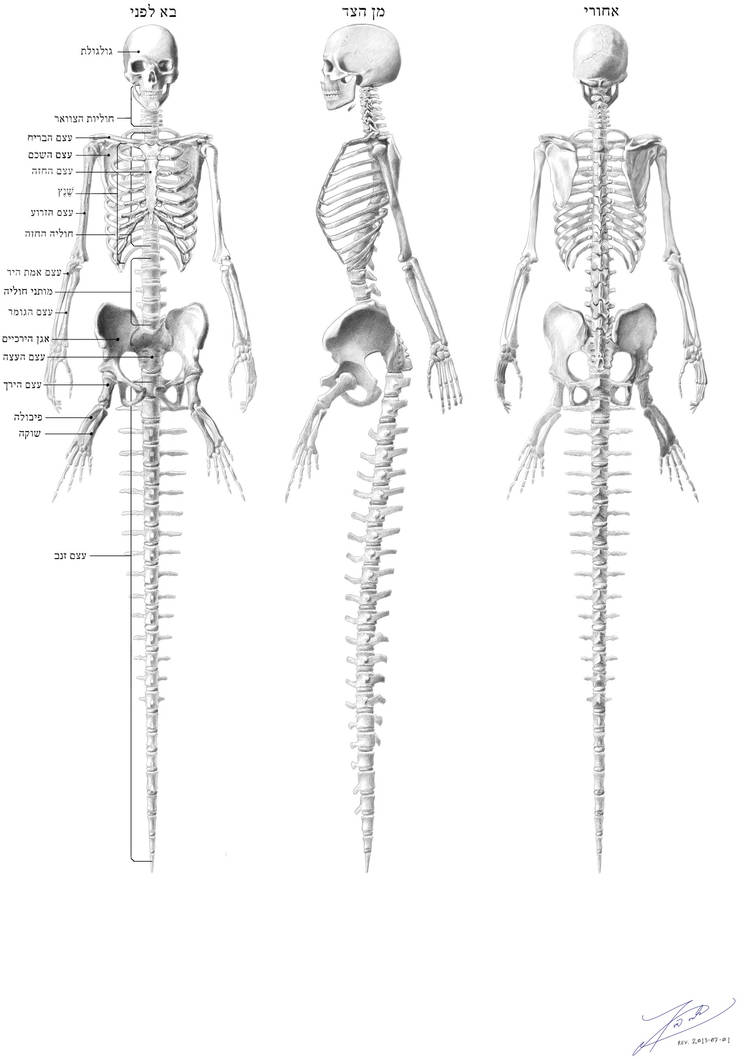 Mermaid skeleton by empyrean