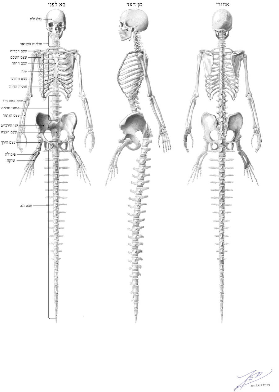 Mermaid skeleton by empyrean