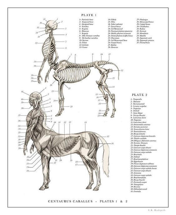 Centaur Anatomy by Anurean on DeviantArt