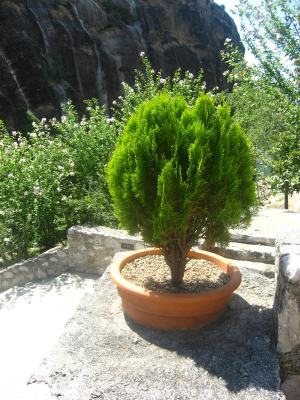 Meteor Tree Meteora - small green tree by NIQ85 on DeviantArt