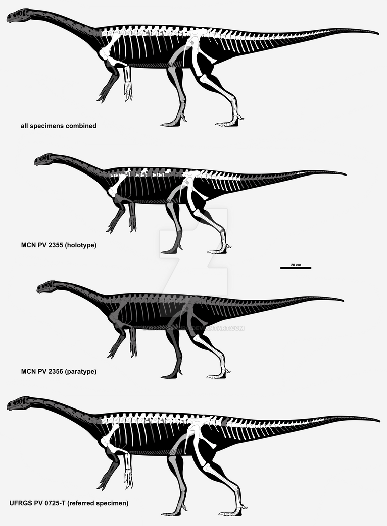 Guaibasaurus Candelariensis By Maurissauro On Deviantart Guaibasaurus Candelariensis By Maurissauro On Deviantart