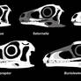 Carnian Sauropodomorph Skulls to Scale