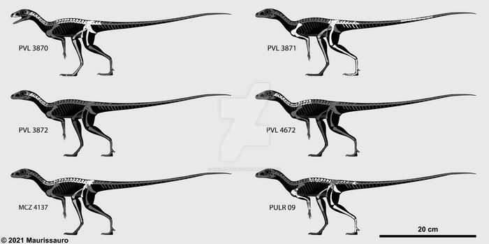 Day 5: Lagosuchus talampayensis WIP