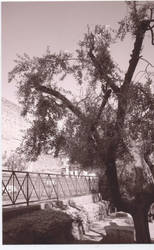 Roman Tree