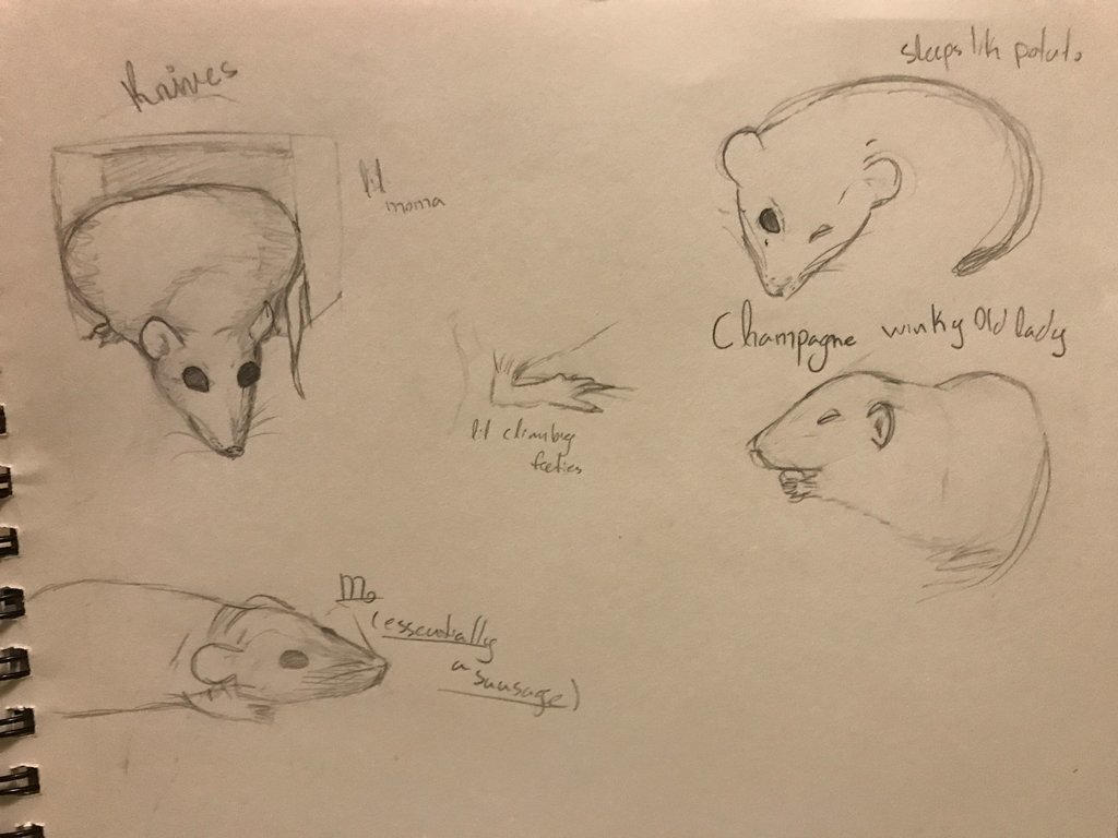 Drawed Rats Rat sketches by RedRiverRat on DeviantArt