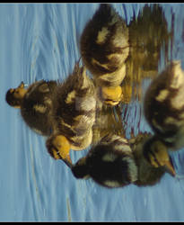 Little Ducks