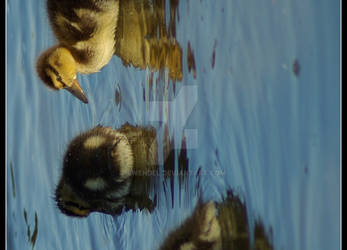 Little Ducks 2