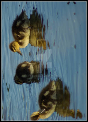 Little Ducks 2