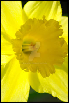 Narcissus2