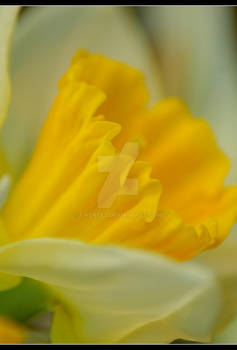 Narcissus3