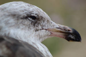 Side Portrait Of A Juvenile Gull