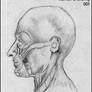 Human Head Anatomy