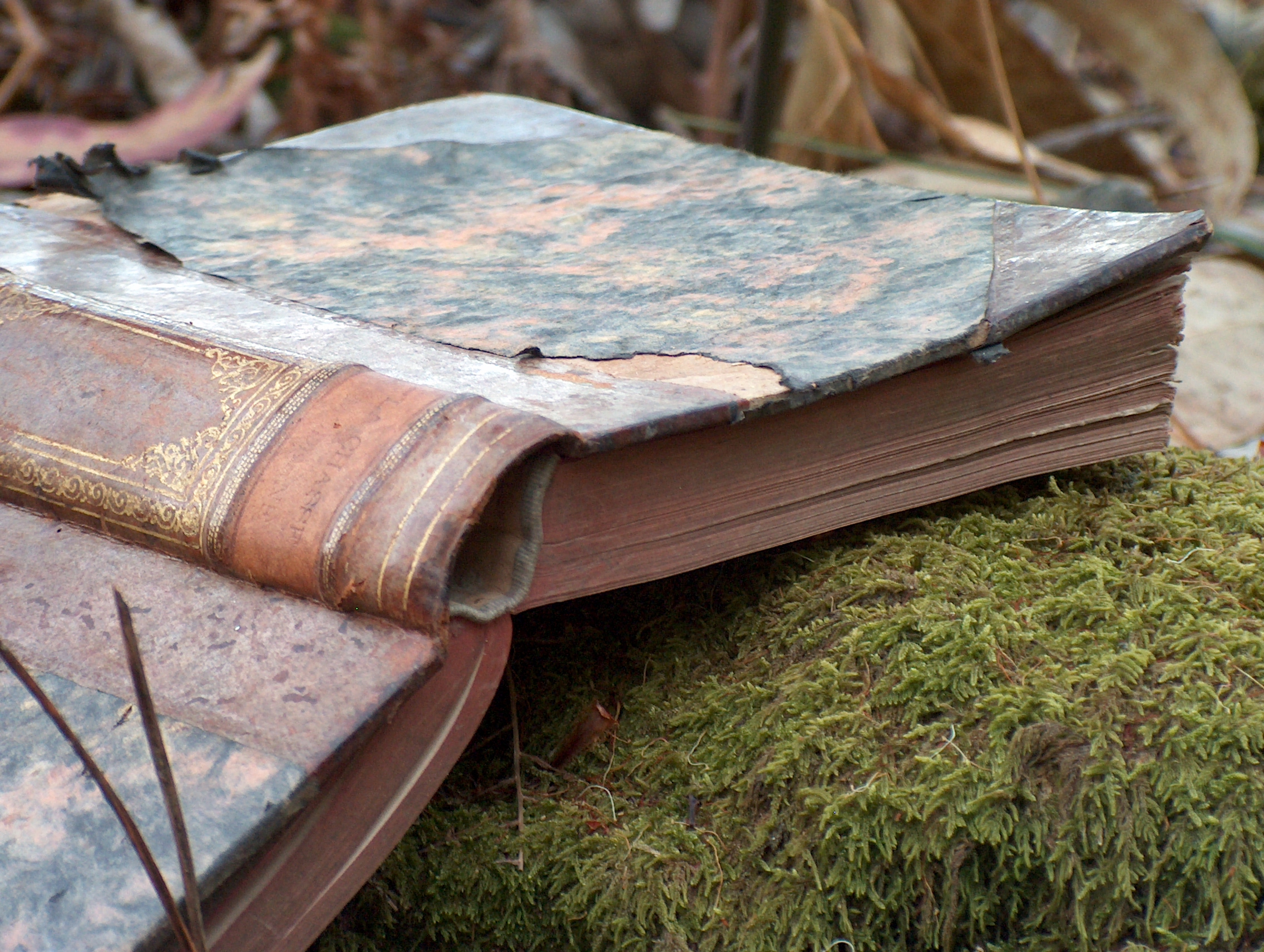 Book in Woods 1
