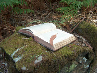 Book in Woods 6