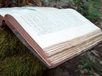 Book in Woods 8