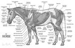 Horse Anatomy the Muscles by COOKEcakes