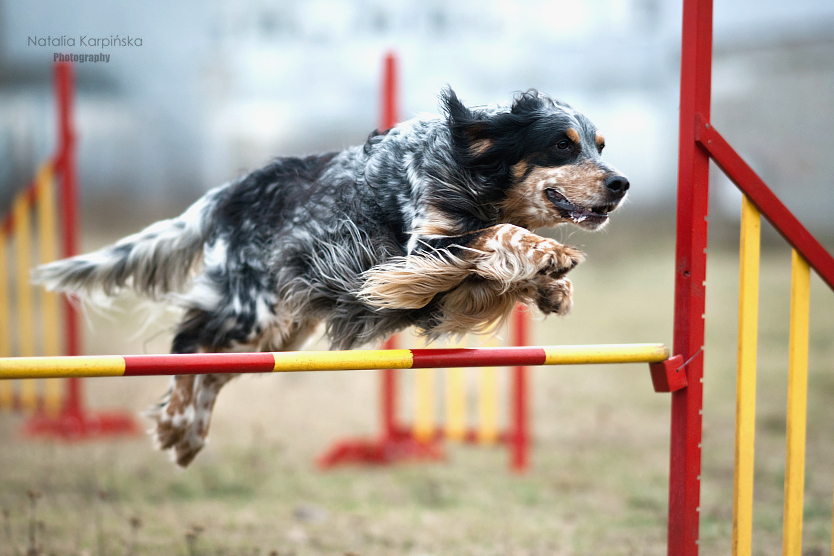 Dog flight