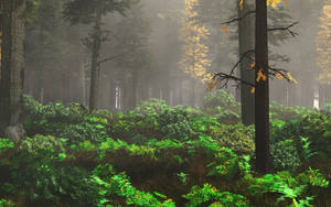 Foggy Forest