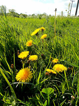 Dandelion