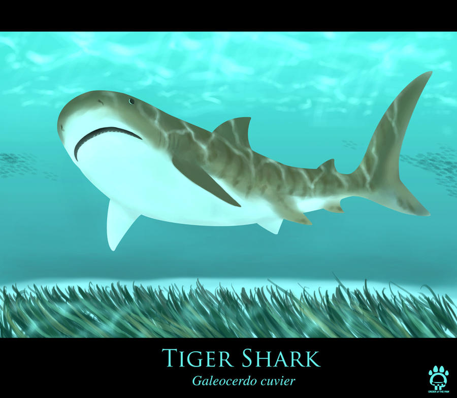 Tiger Shark