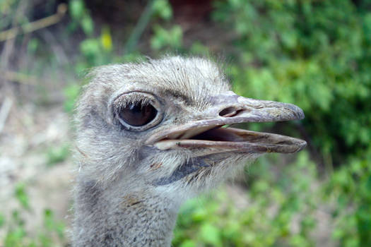 Ostrich