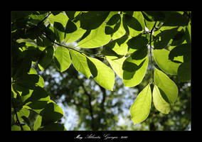 Atlanta Botanical Gardens 01